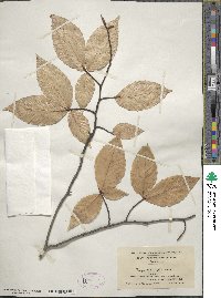 Fagus grandifolia image