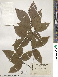 Fagus grandifolia image