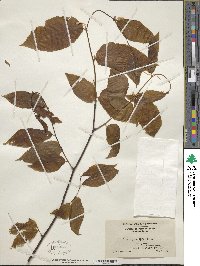 Fagus grandifolia image