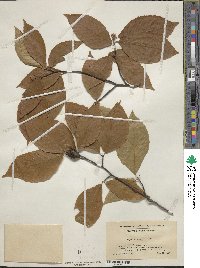 Fagus grandifolia image