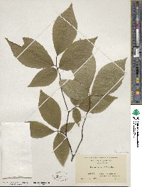 Fagus grandifolia image