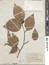 Fagus grandifolia image