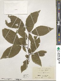 Fagus grandifolia image