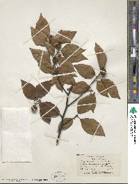 Fagus grandifolia image