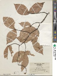 Fagus grandifolia image