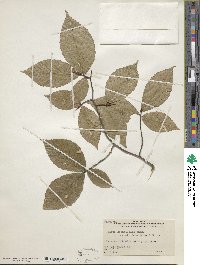 Fagus grandifolia image