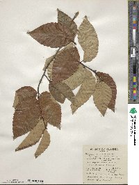 Fagus grandifolia image