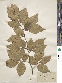 Fagus grandifolia image