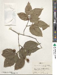 Fagus grandifolia image