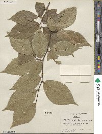 Fagus grandifolia image