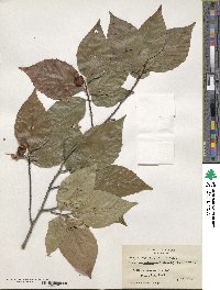 Fagus grandifolia image