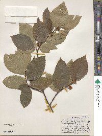 Fagus grandifolia image