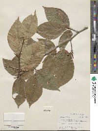 Fagus grandifolia image