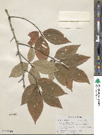 Fagus grandifolia image