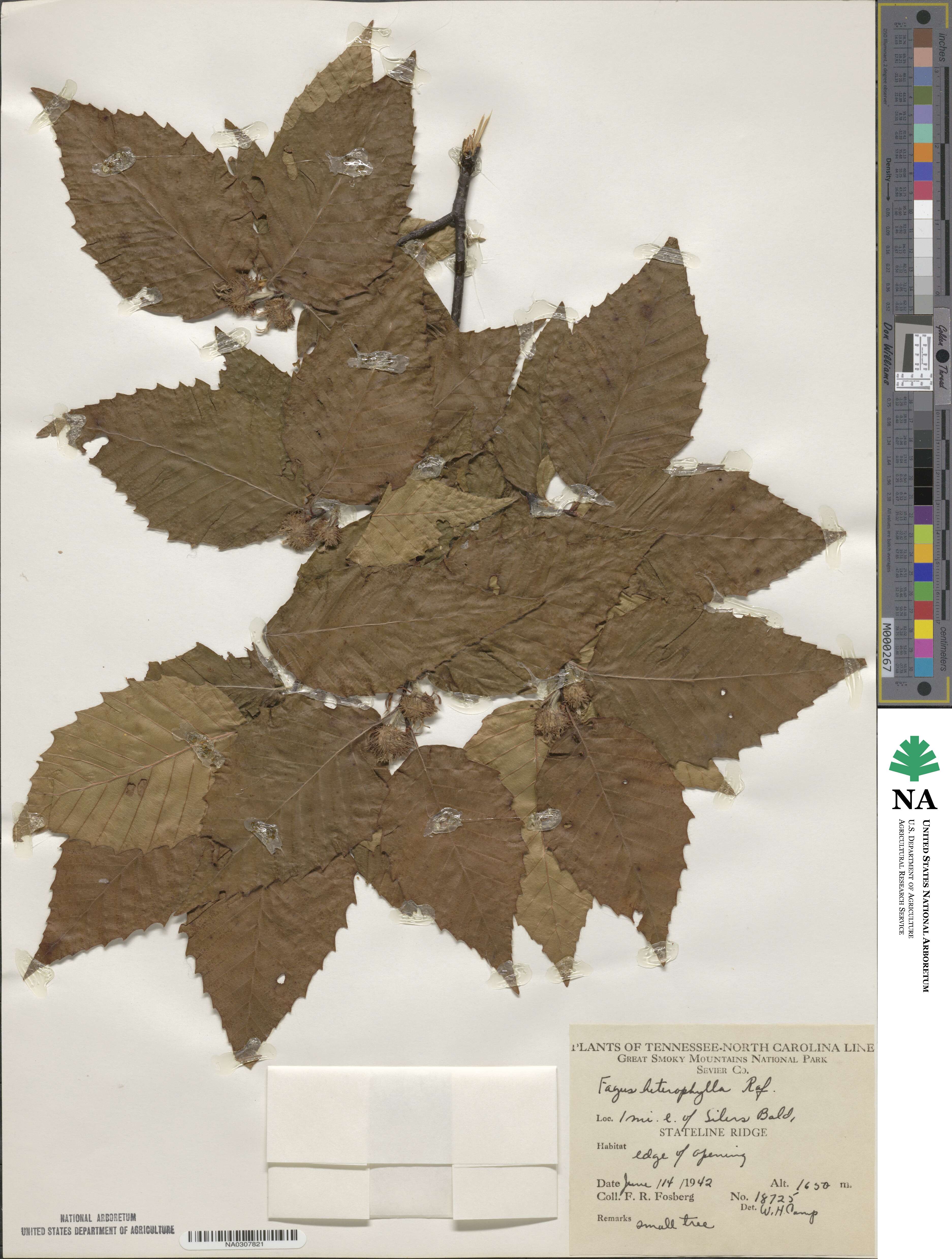 Fagus grandifolia subsp. grandifolia image