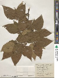 Fagus grandifolia subsp. grandifolia image