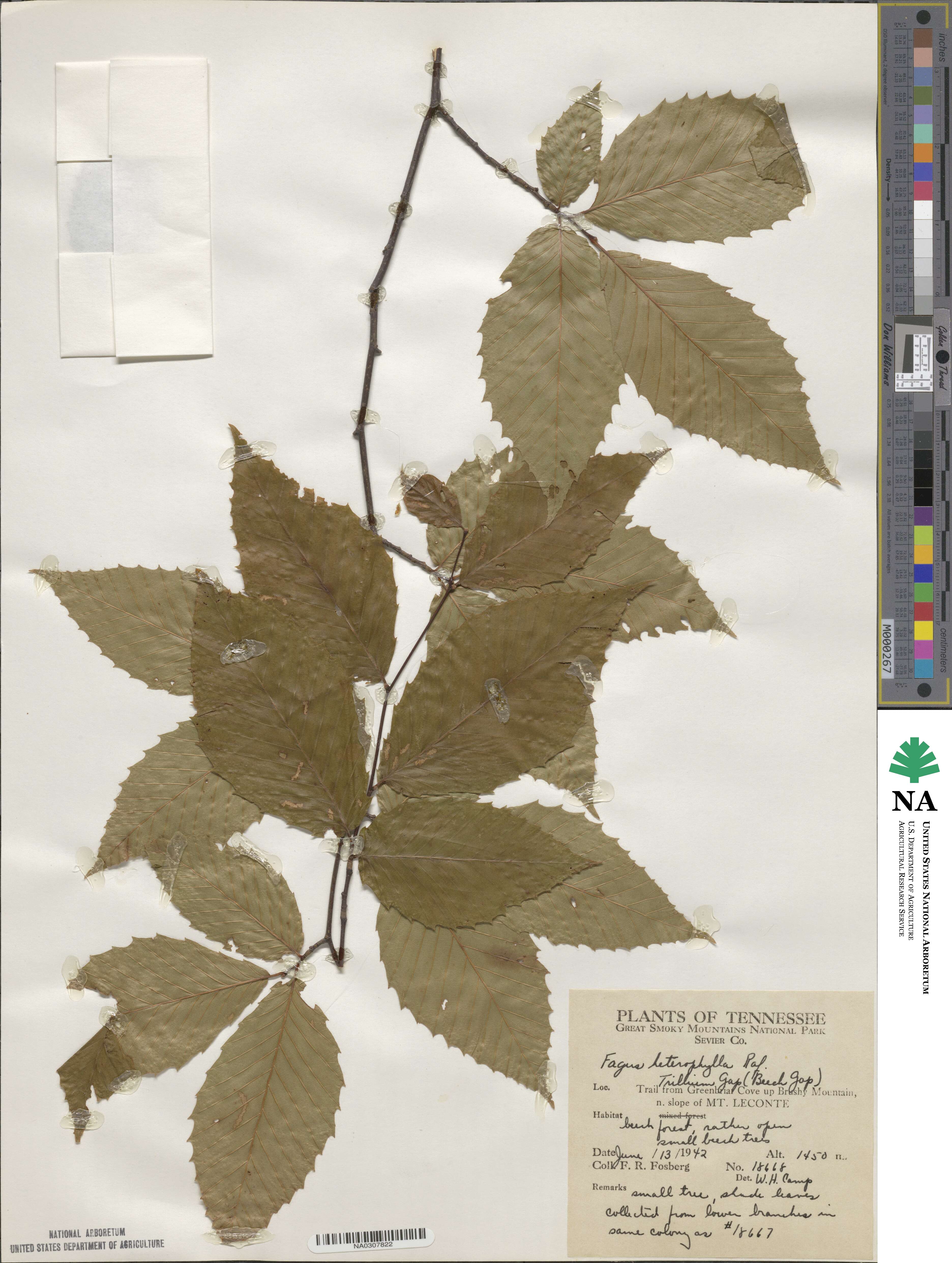 Fagus grandifolia subsp. grandifolia image