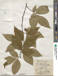 Fagus grandifolia subsp. grandifolia image