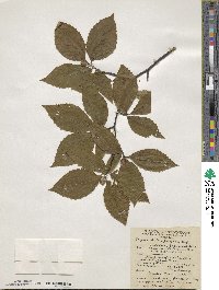 Fagus grandifolia subsp. grandifolia image