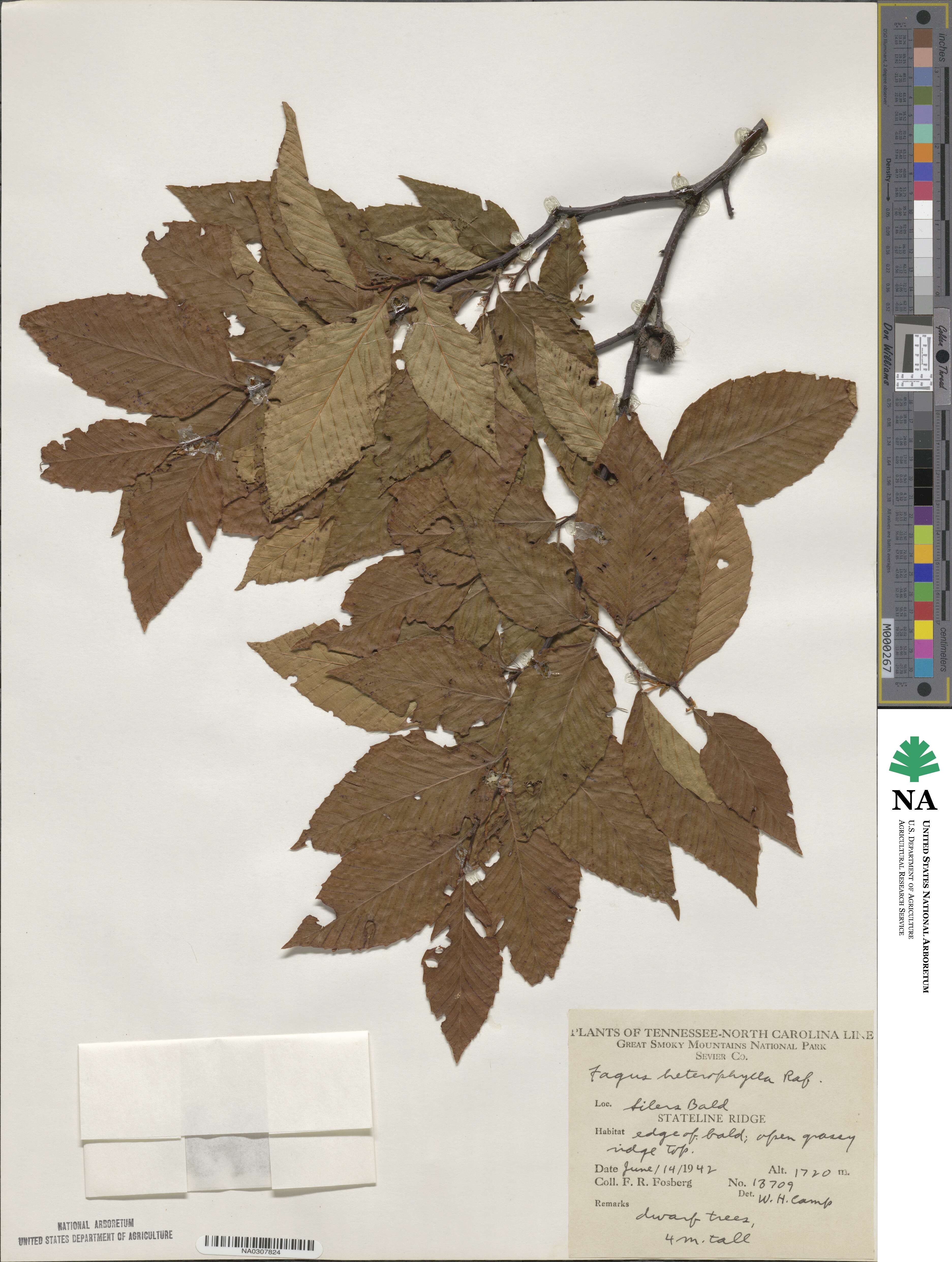 Fagus grandifolia subsp. grandifolia image