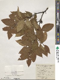 Fagus grandifolia image