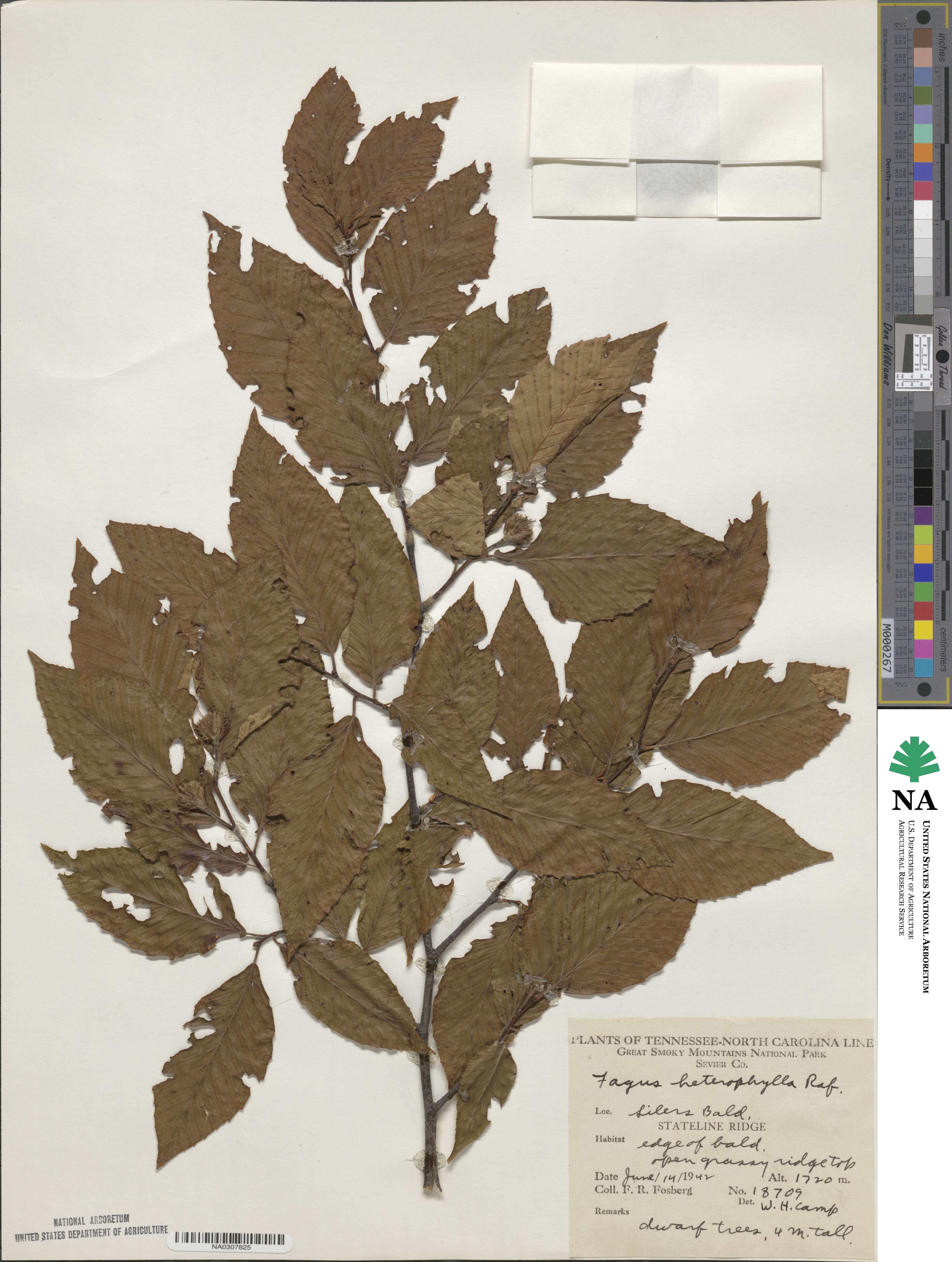 Fagus grandifolia subsp. grandifolia image