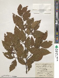 Fagus grandifolia image