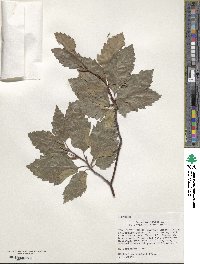 Fagus sylvatica image