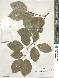 Fagus sylvatica image