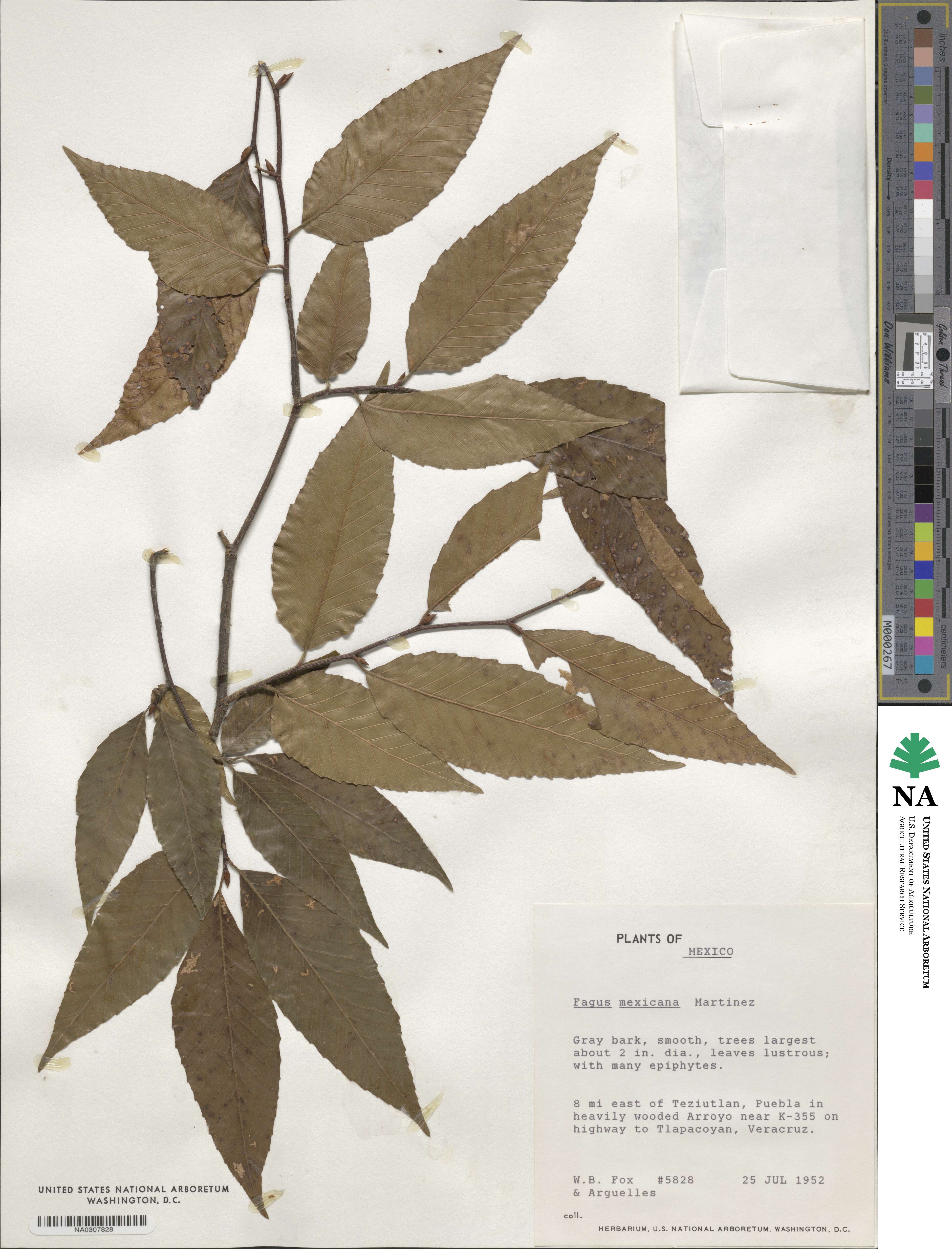 Fagus grandifolia subsp. mexicana image