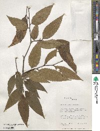 Fagus grandifolia image