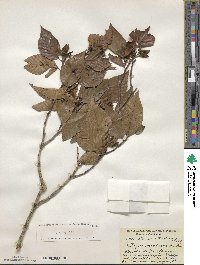 Fagus grandifolia subsp. mexicana image