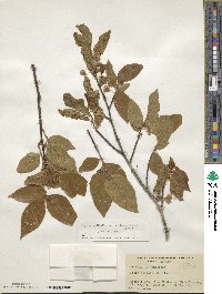 Fagus grandifolia subsp. mexicana image