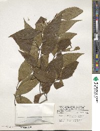 Fagus grandifolia image