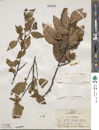 Fagus grandifolia image