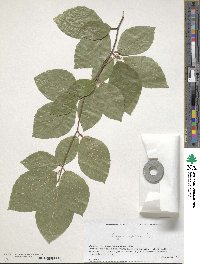 Fagus sylvatica image