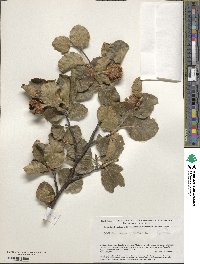 Fagus sylvatica image