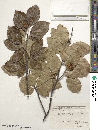 Fagus sylvatica image