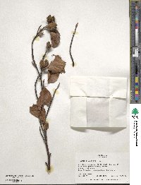 Fagus sylvatica image