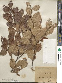 Fagus sylvatica image