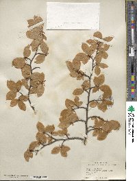 Fagus sylvatica image