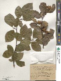 Fagus sylvatica image