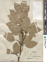 Fagus sylvatica image