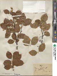 Fagus sylvatica image