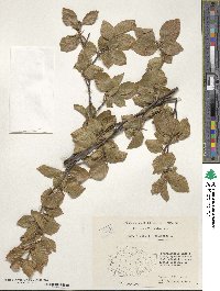 Fagus sylvatica image