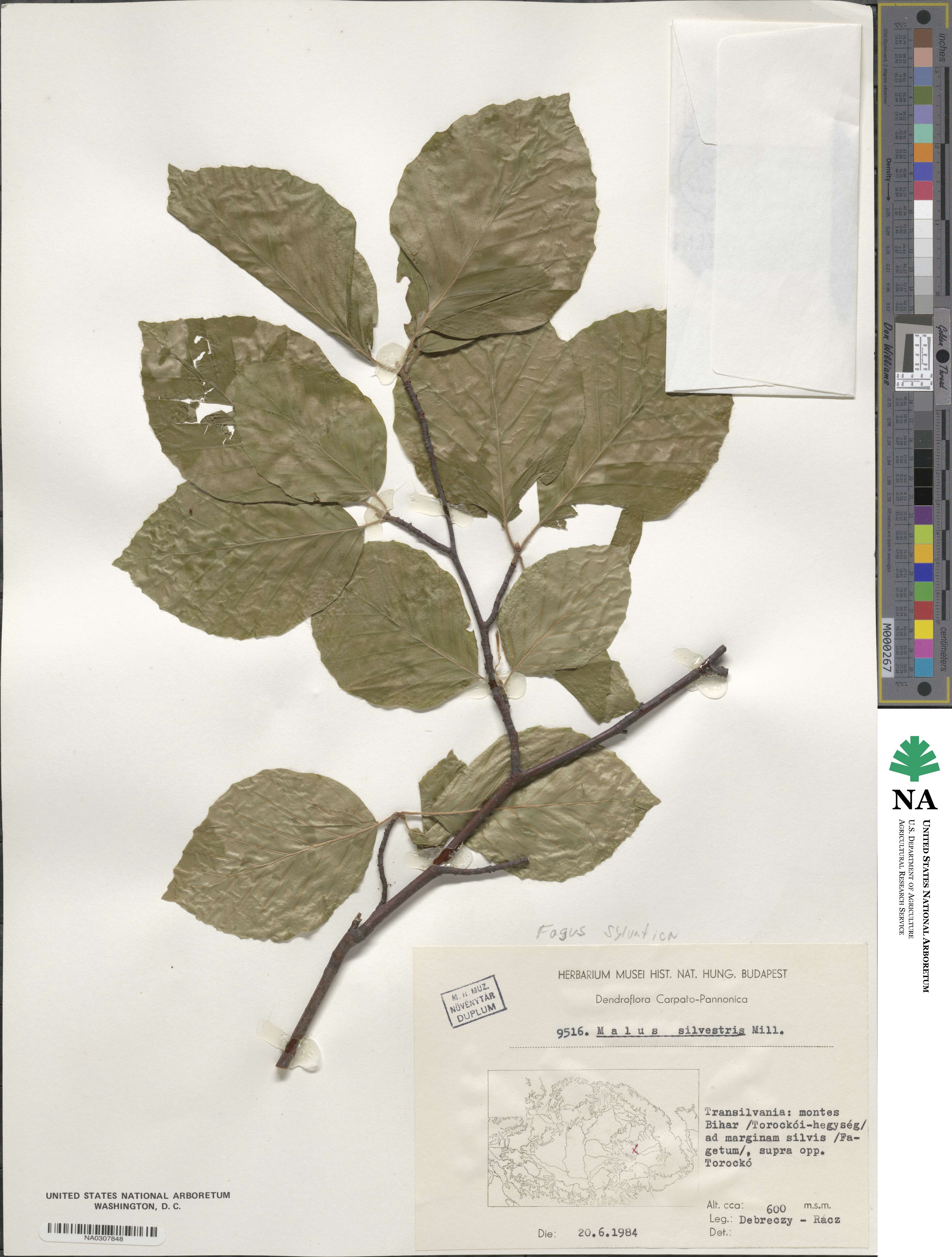 Fagus sylvatica image