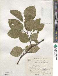 Fagus sylvatica image