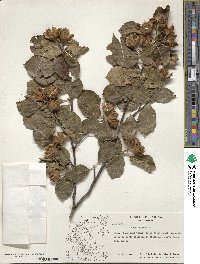 Fagus sylvatica image