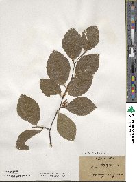 Fagus sylvatica image