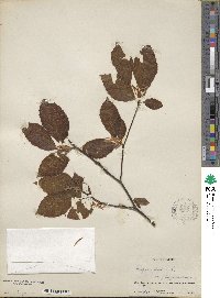 Fagus sylvatica image